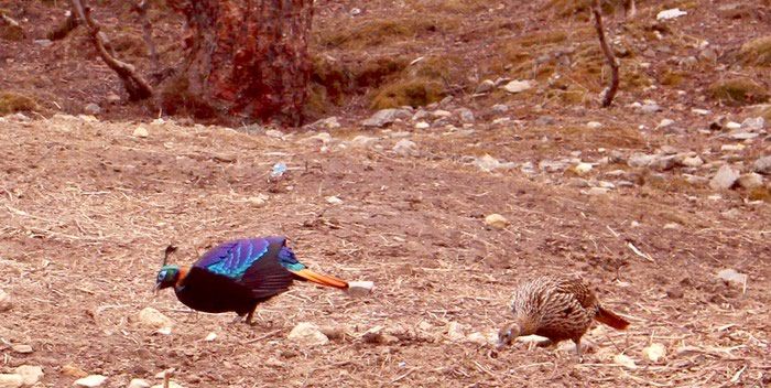 Everest Base Camp Trek. Photo 6