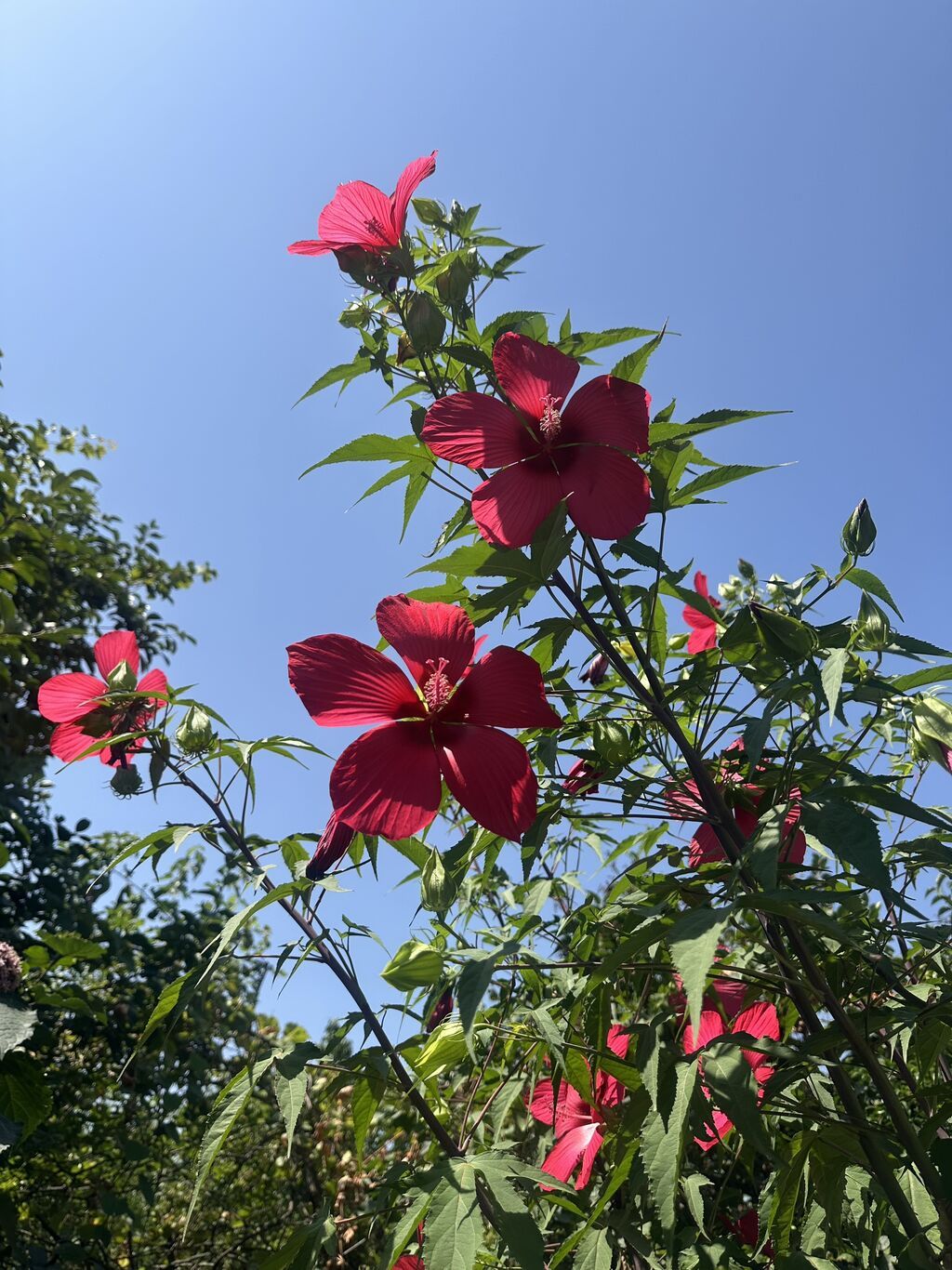 3 sot, Tikinti, Mülkiyyətçi, Kupça (Çıxarış)