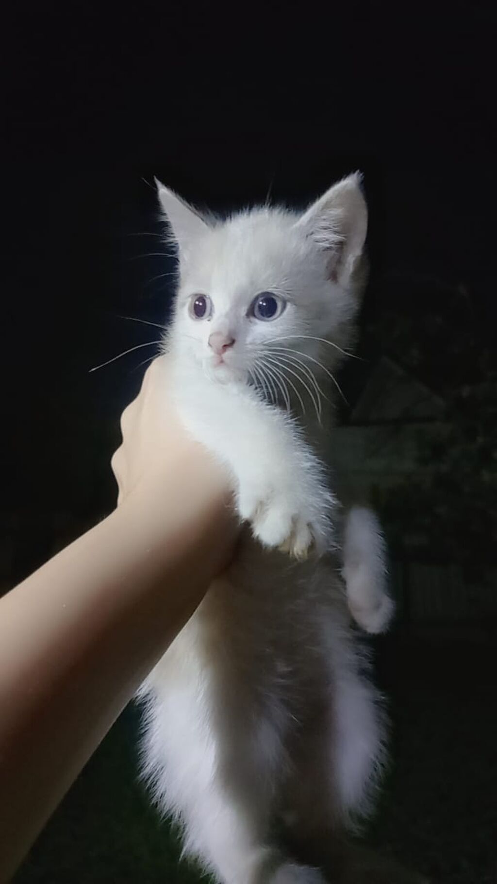 Котят срочно отдам в добрые руки всех за 200 сом. Едят всё подряд: фото 3
