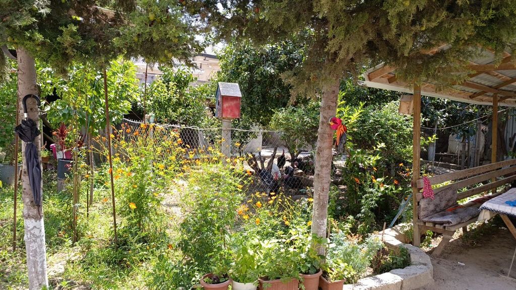 3 sot, Tikinti, Kupça (Çıxarış), Bələdiyyə