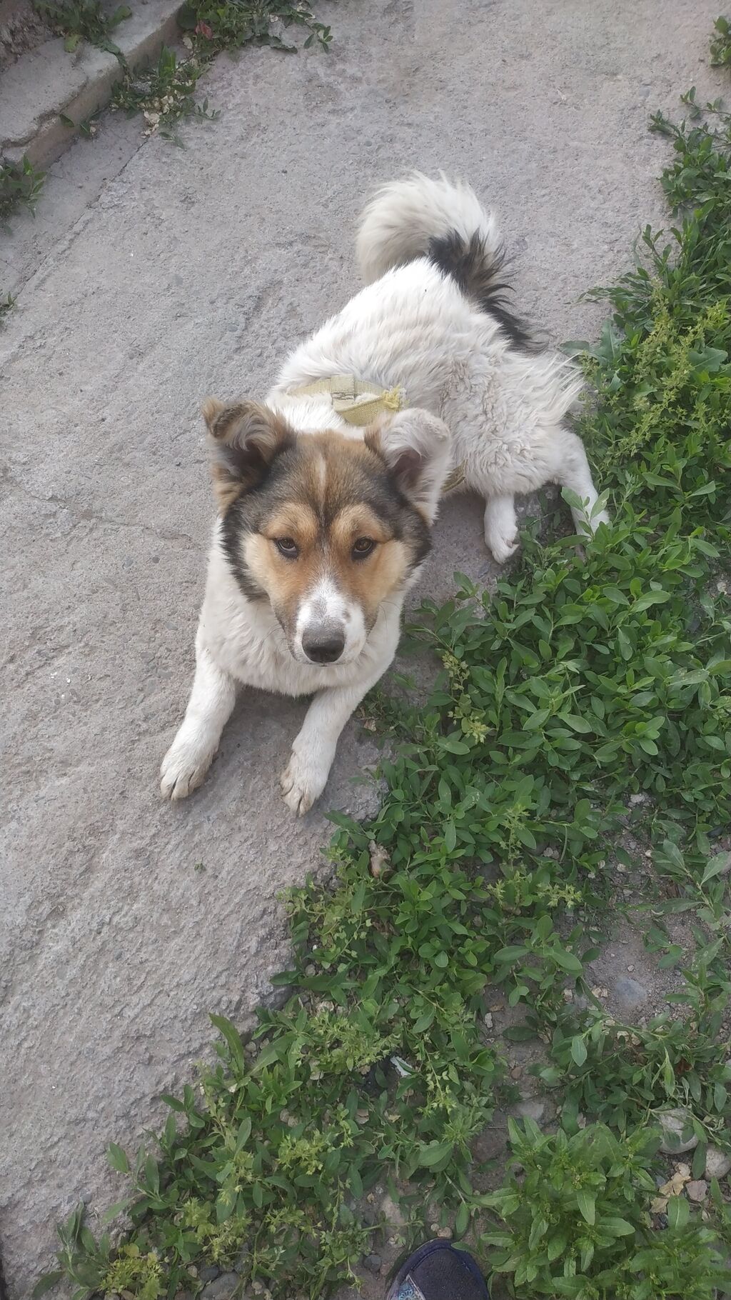 Пропало собака 3-сентября в районе Кызыл: 500 KGS ᐈ Собаки | Бишкек | 50343192 ➤ lalafo.kg