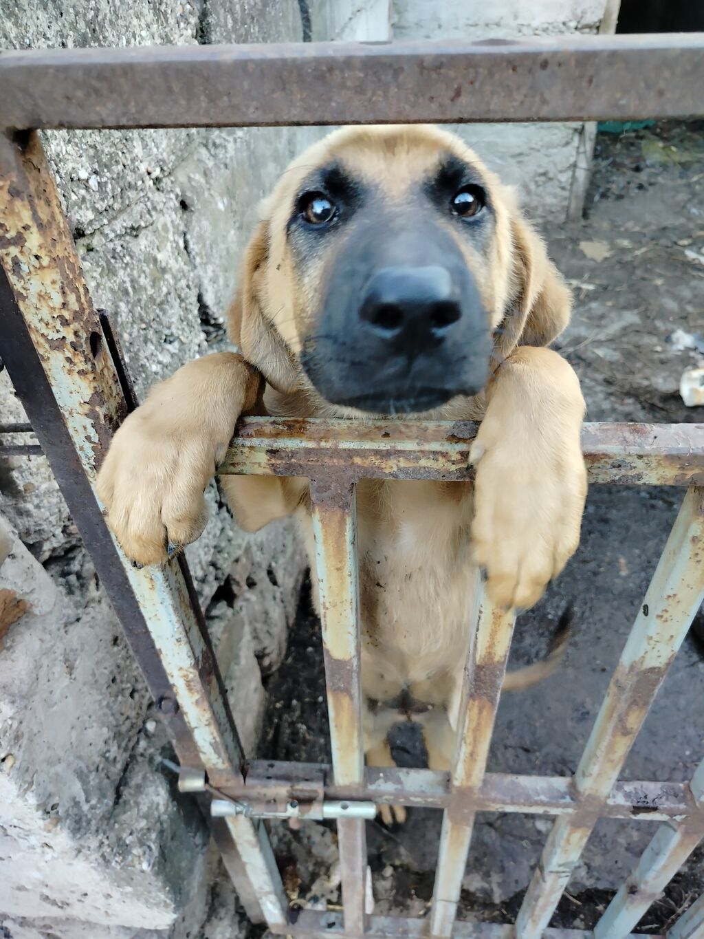 Psi: Zenka.Mesanac vučjaka i kavkaskog ovcara stara 74 dana uredno
