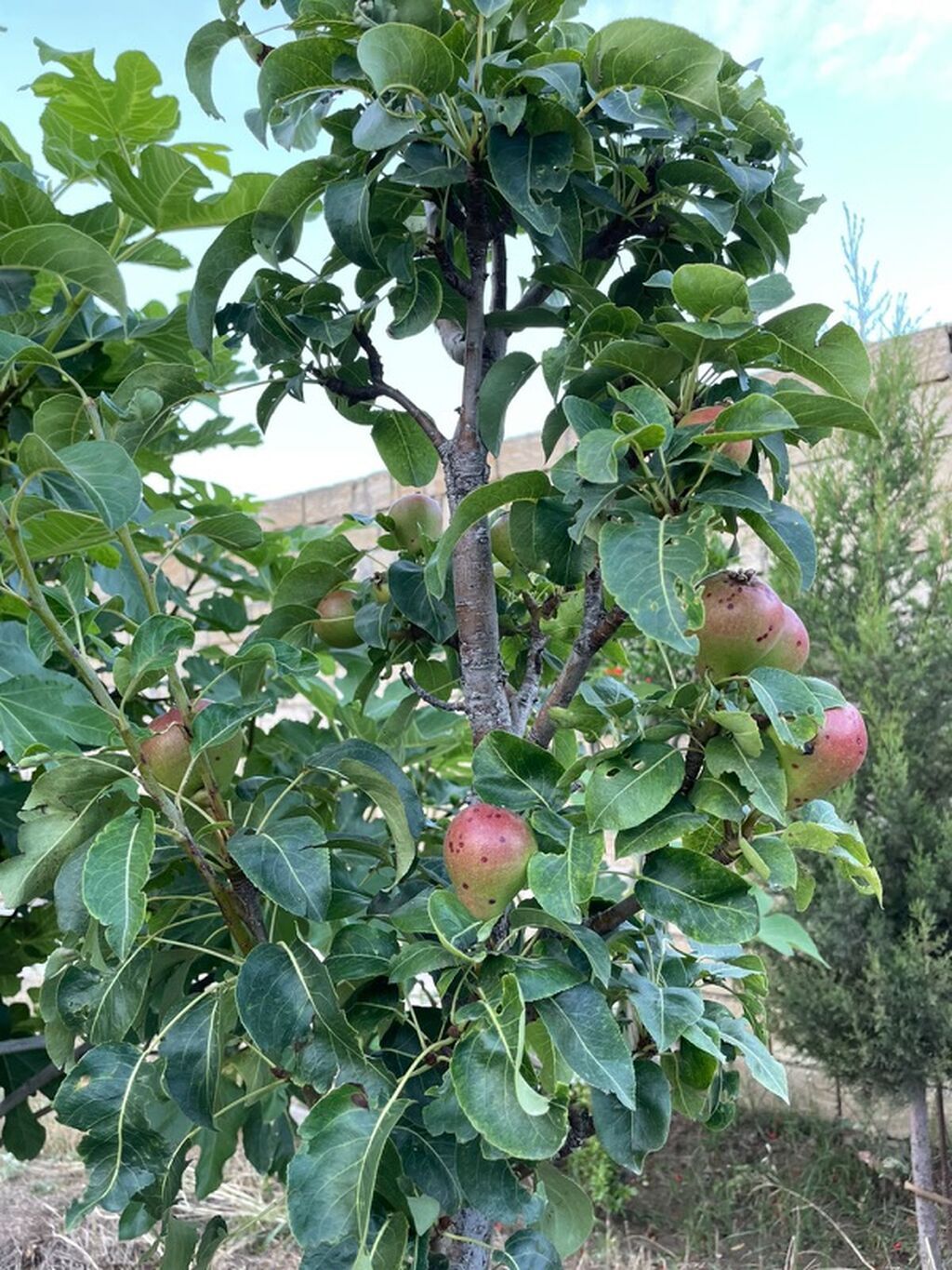 Fatmayı 1 otaqlı, 42 kv. m, Kredit yoxdur, Orta təmir