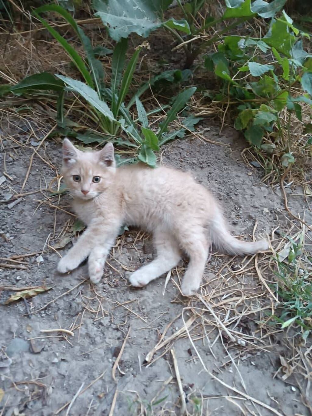 Котята ищут дом. Возраст 2-3 месяца.: Договорная ᐈ Коты | Бишкек | 37571927  ➤ lalafo.kg