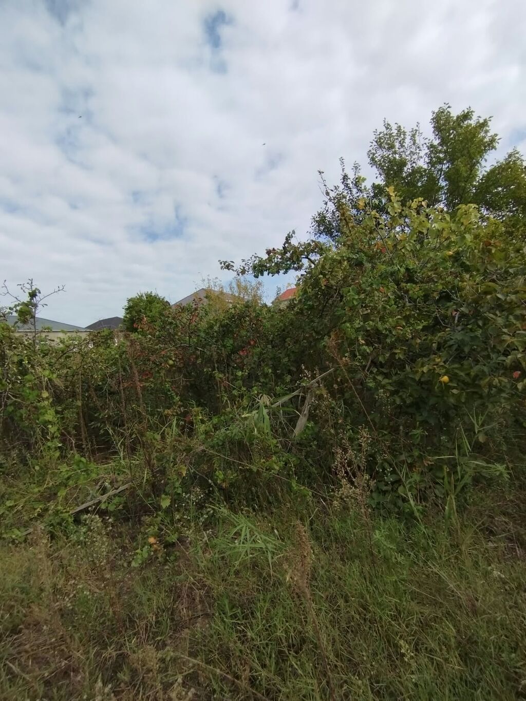 8 sot, Kənd təsərrüfatı, Mülkiyyətçi, Kupça (Çıxarış)