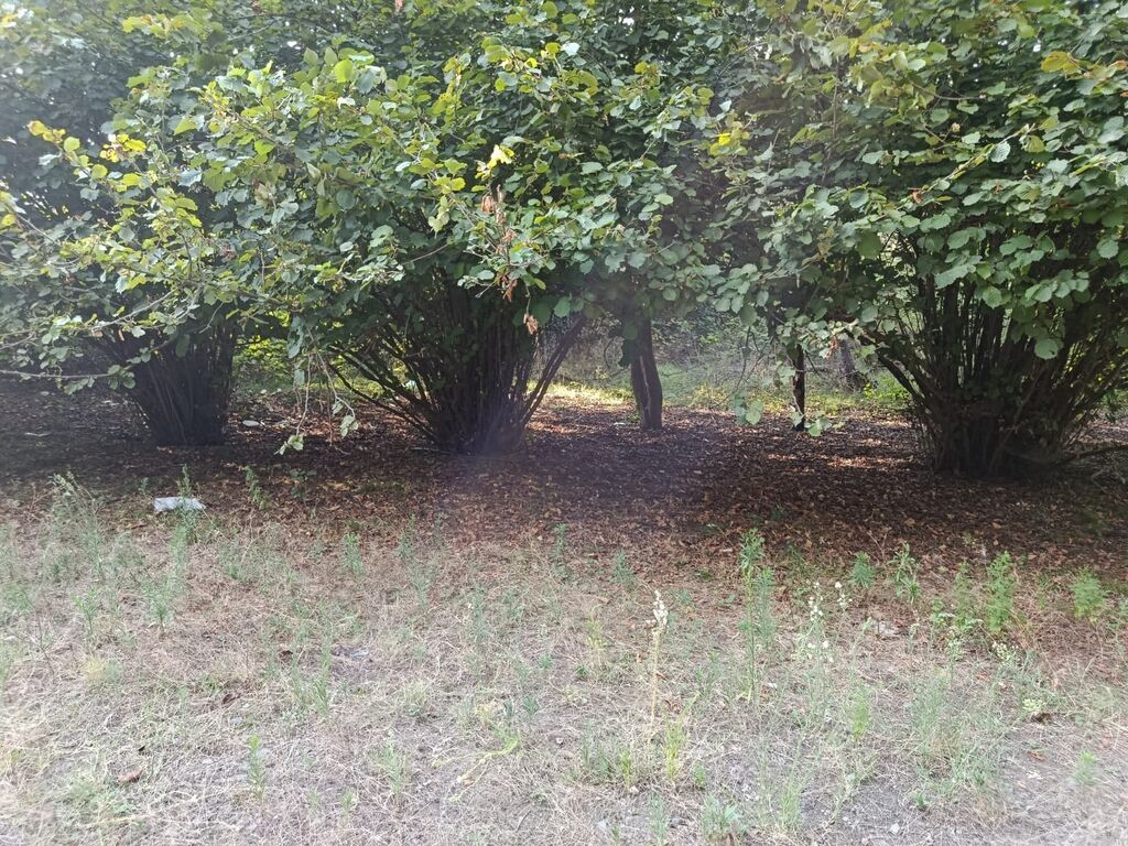 67 sot, Tikinti, Mülkiyyətçi, Kupça (Çıxarış)