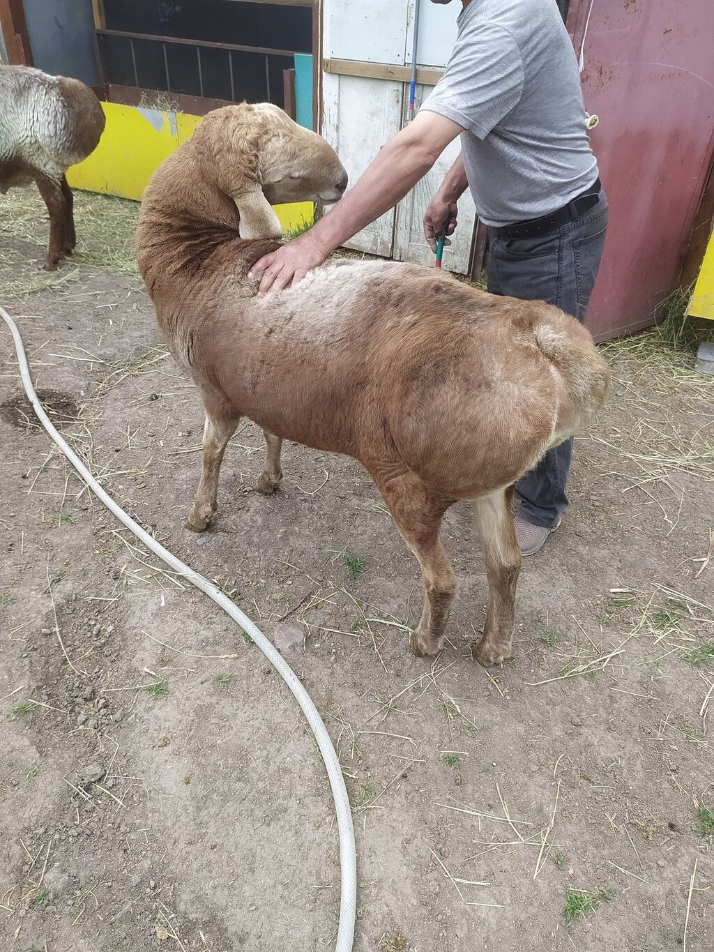 Продаю | Баран (самец) | Арашан | Для разведения | Племенные: фото 7