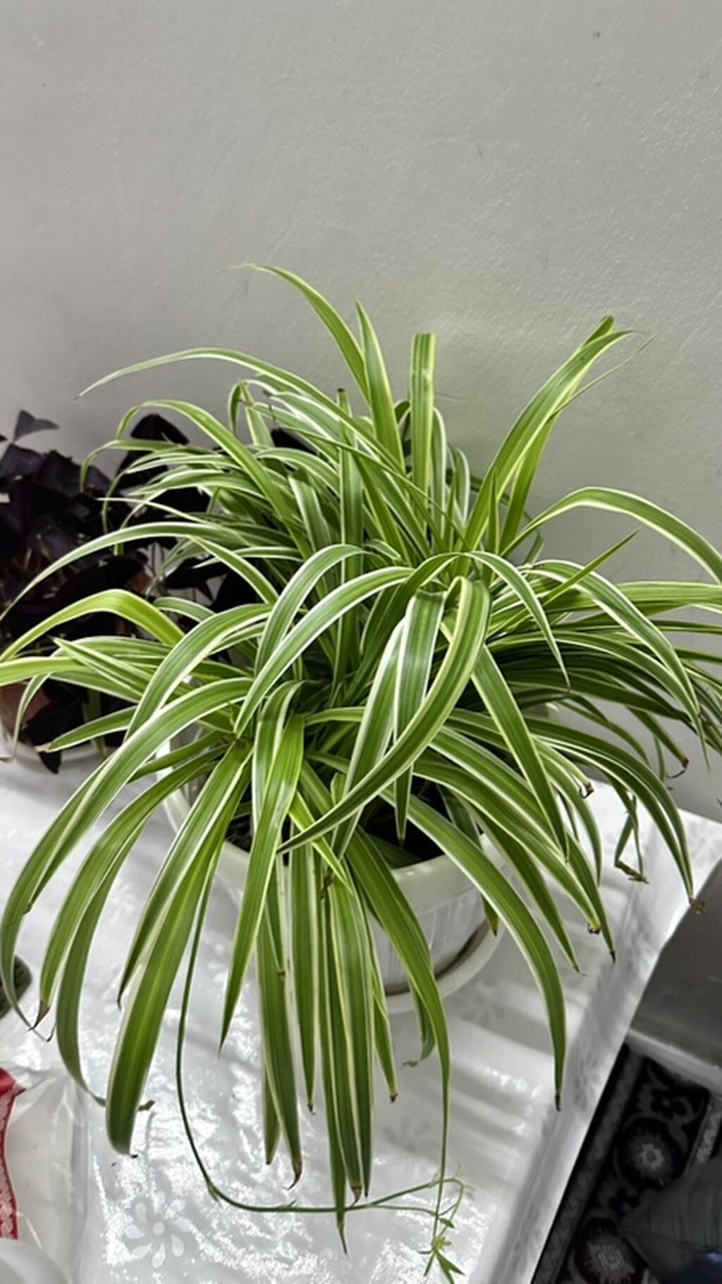Хлорофитум (Chlorophytum comosum) вариегатный в горшке. - Пышная — фото 4