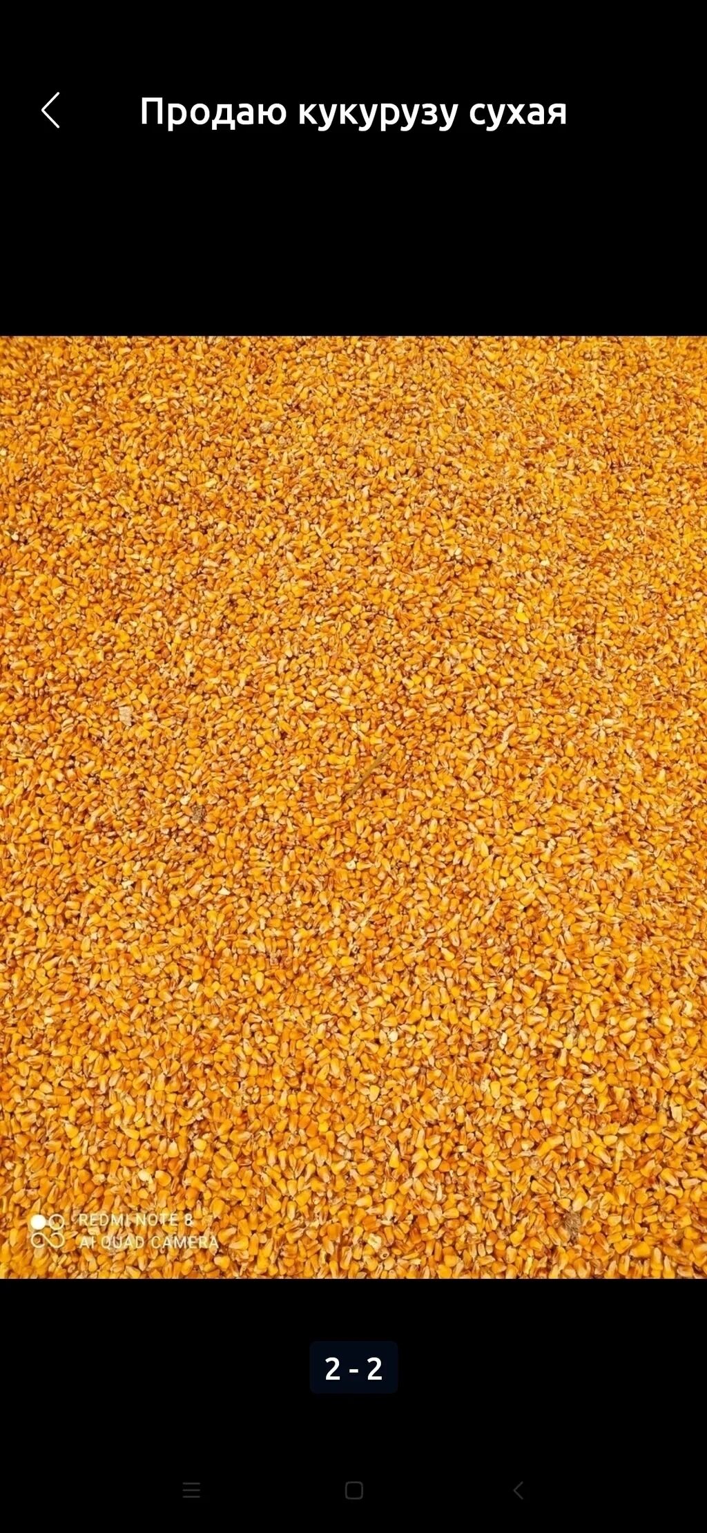 Корма для с/х животных: Продаю кукурузу хорошем состоянии сухая 38 тон есть — 1