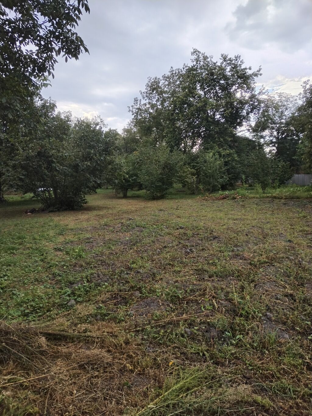 31 sot, Tikinti, Kupça (Çıxarış)