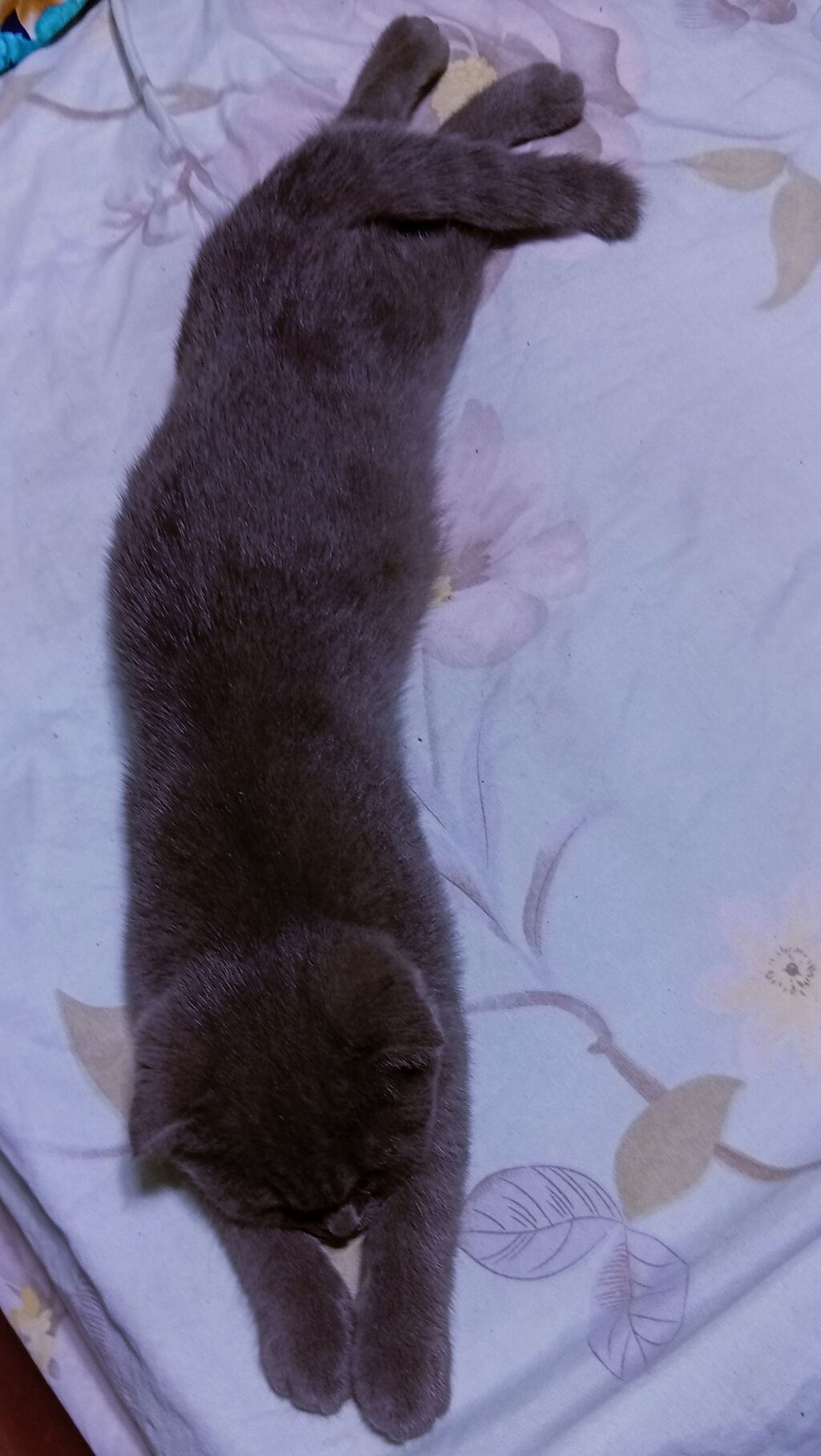 Шотландская вислоухая, скоттиш-фолд, кошка, нужен кот для вязки: фото 4