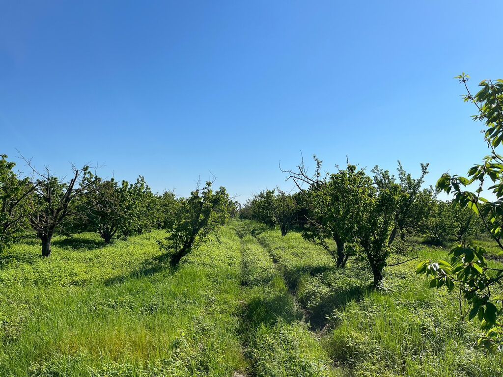 240 sot, Kənd təsərrüfatı, Kupça (Çıxarış)