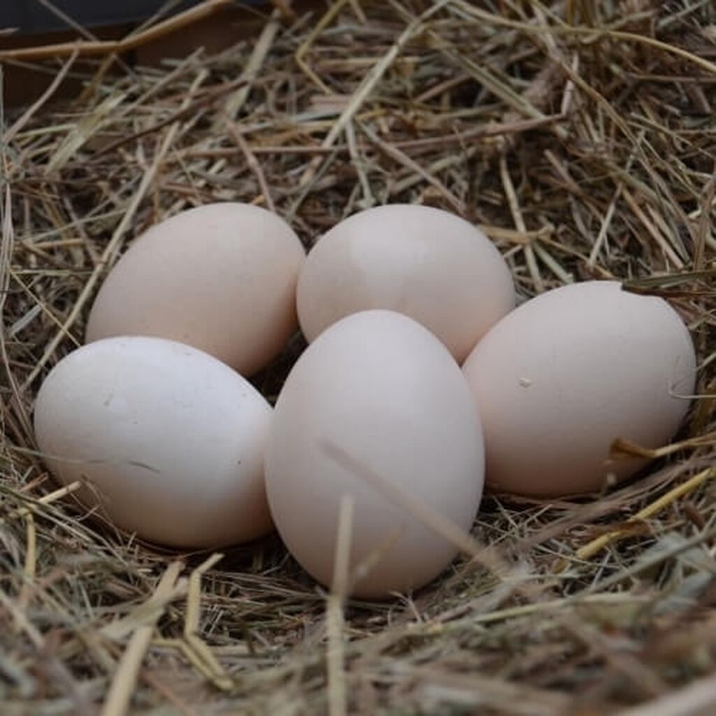 Купить инкубационное яйцо кучинской. Яйцо инкубационное Брама. Инкубационное яйцо Хайсекс Браун. Инкубационное яйцо кур Брама. Яйцо от курицы Брама.