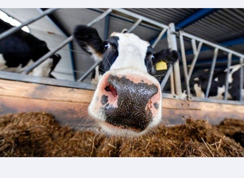 Коровы В Брянской Области Купить