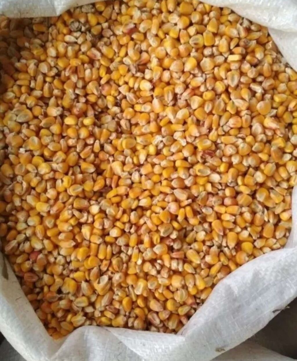 Кукурузные зерна. Кукуруза для корма животных. Кукуруза фуражная. Кукуруза фураж. Кукуруза зерно кормовая.