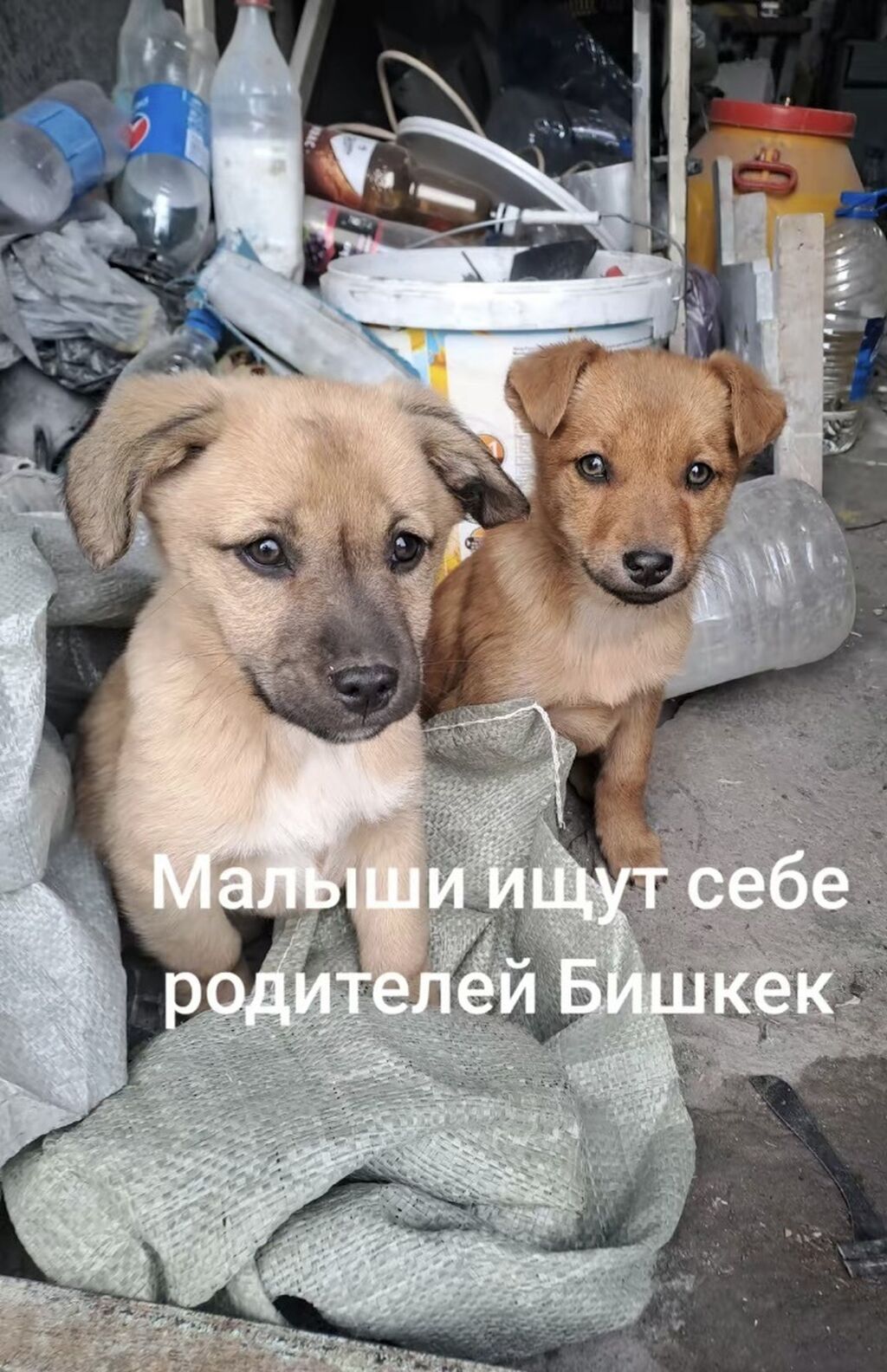 Милые Щенки Живые Обои 🐶 Милый Щенок Картинки