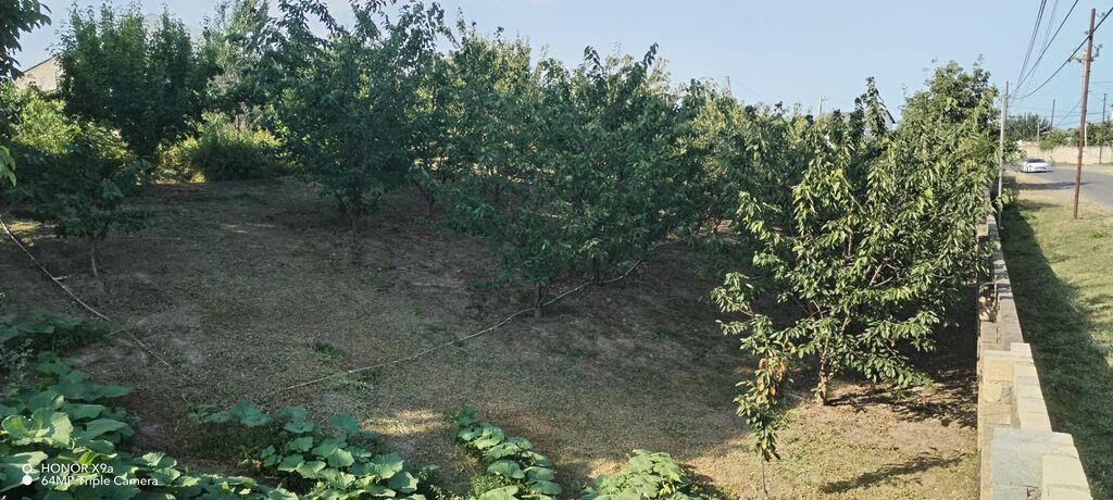 10 sot, Tikinti, Mülkiyyətçi, Kupça (Çıxarış)