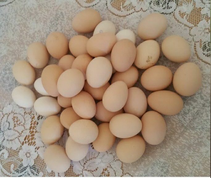 Qidalanma və İaşə: Gold brama toyuqlarin yumurtasi var Temiz qan 5.6 kl et verir - lalafo.az Bakı şəhərində Gold brama toyuqlarin yumurtasi var Temiz qan 5.6 kl et verir