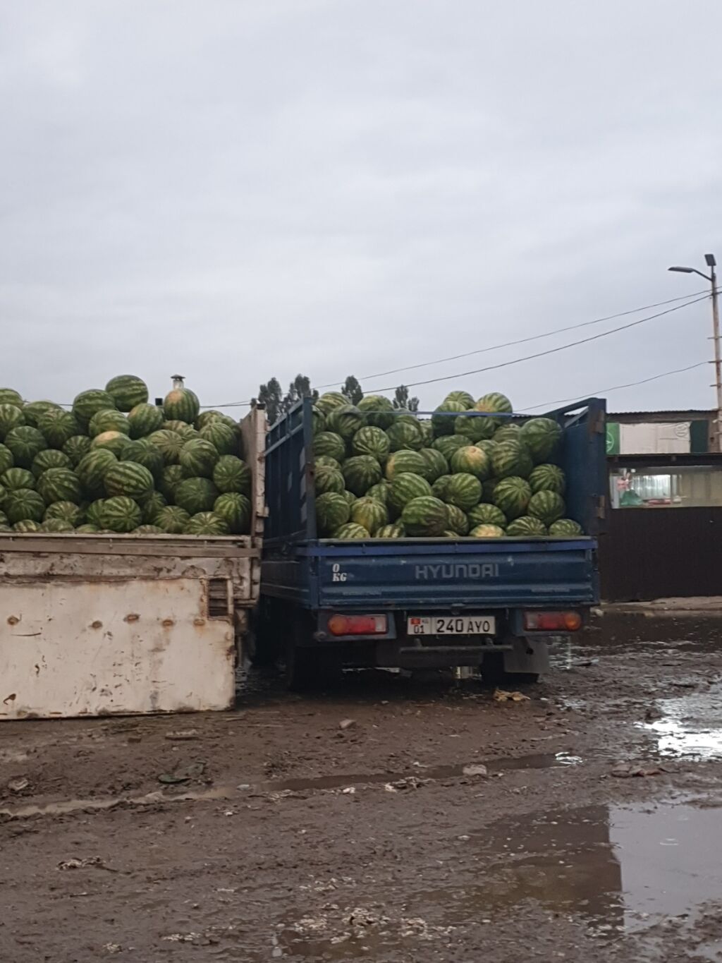 Арбузы Оптом, Бесплатная доставка