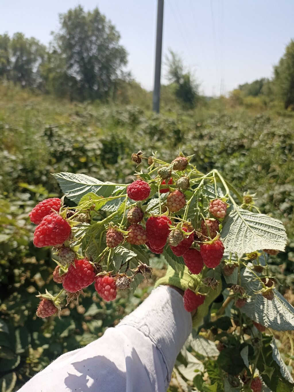 4500 соток, Для сельского хозяйства: фото 8