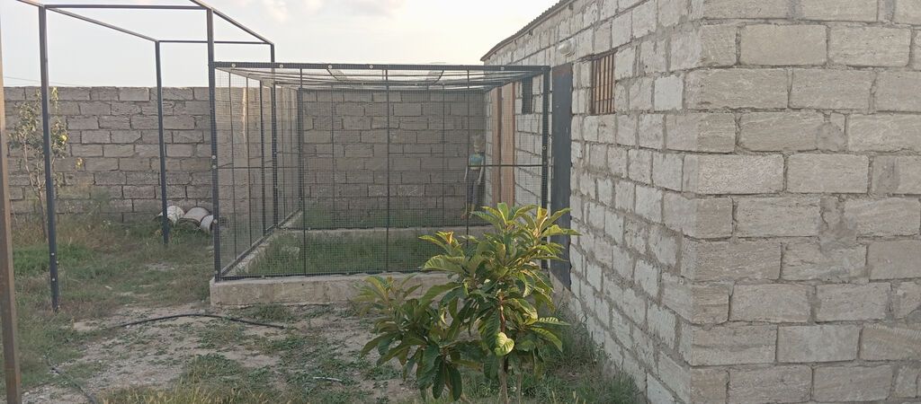 10 sot, Tikinti, Mülkiyyətçi, Kupça (Çıxarış)