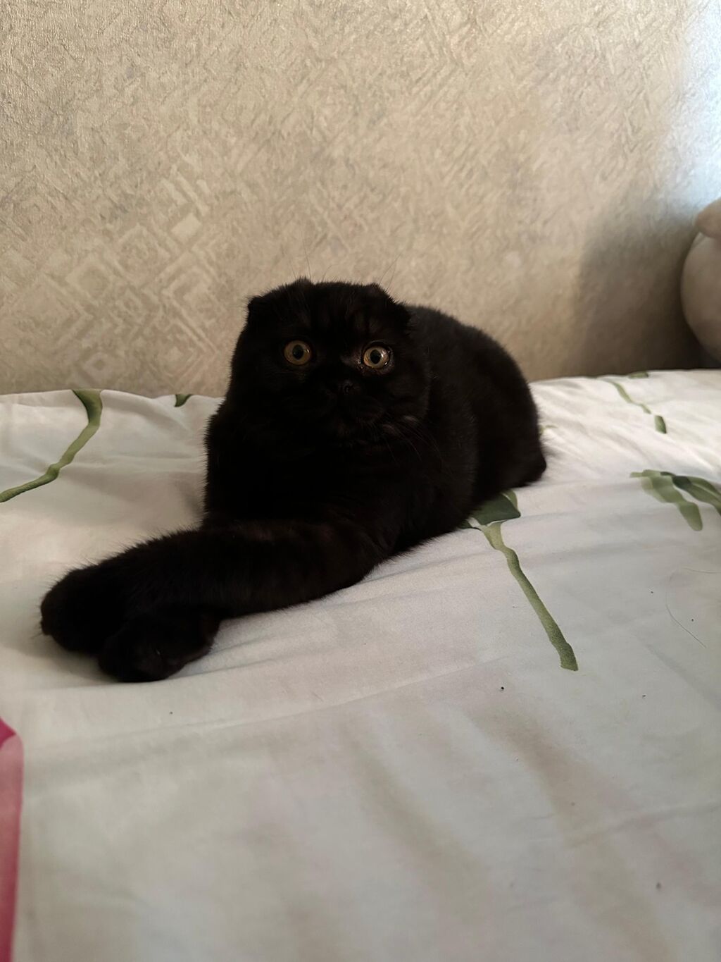 Скотиш Фолд (Шотландская вислоухая), 1 год, Девочка, Черный, Приучена к лотку: фото 2