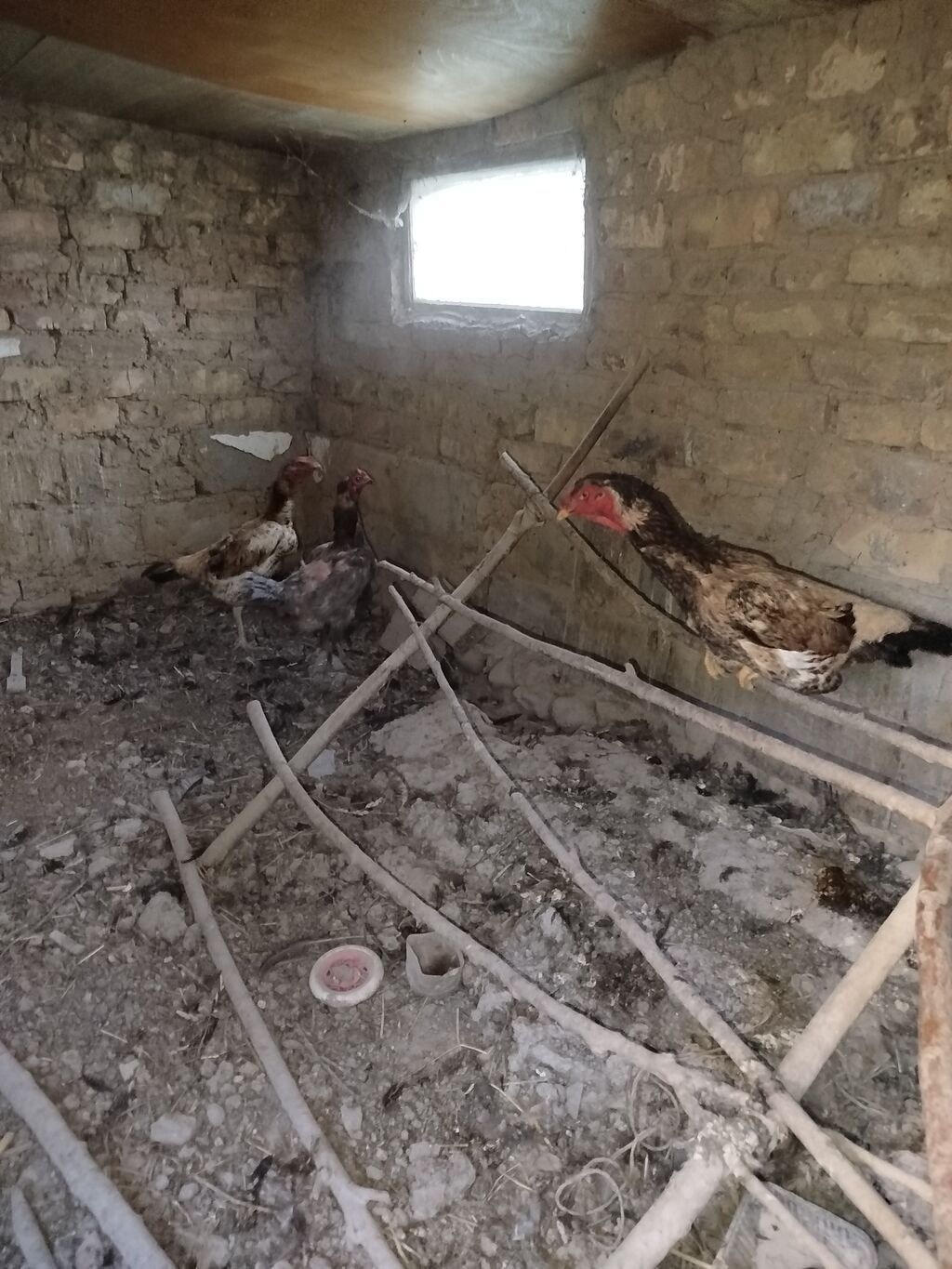 Продаю | Куры | Домашняя | Для разведения — фото 3