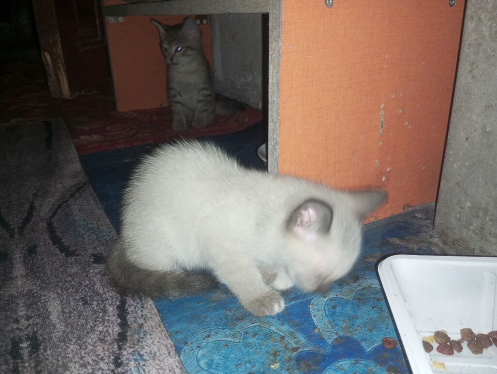Котята от домашней кошки - Помёт из трёх котят: тигровый табби: фото 6