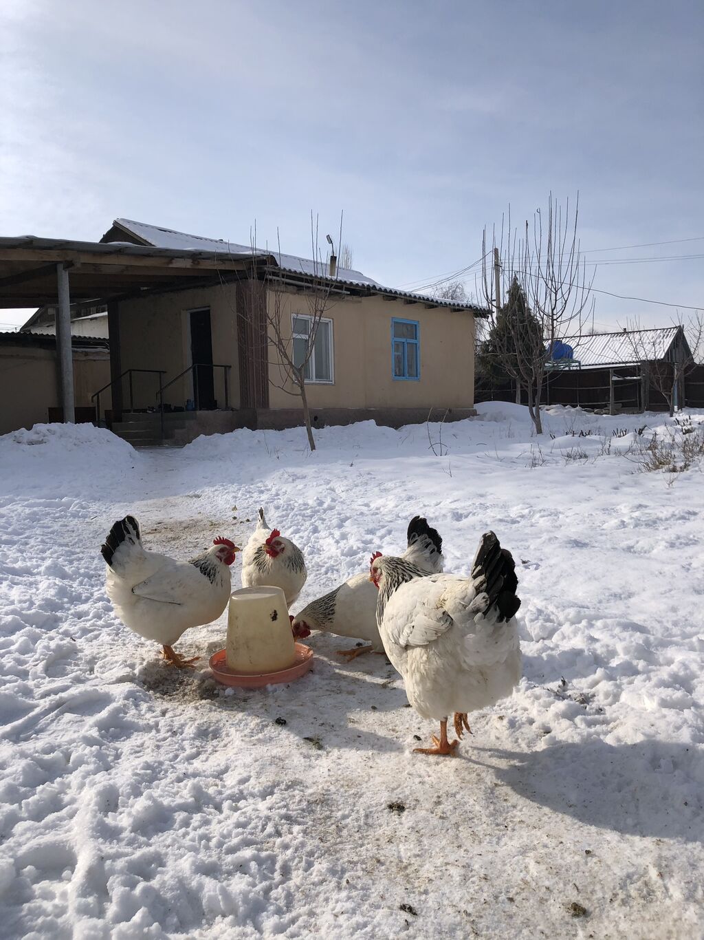 Под Киевом появился гигантский петух из снега