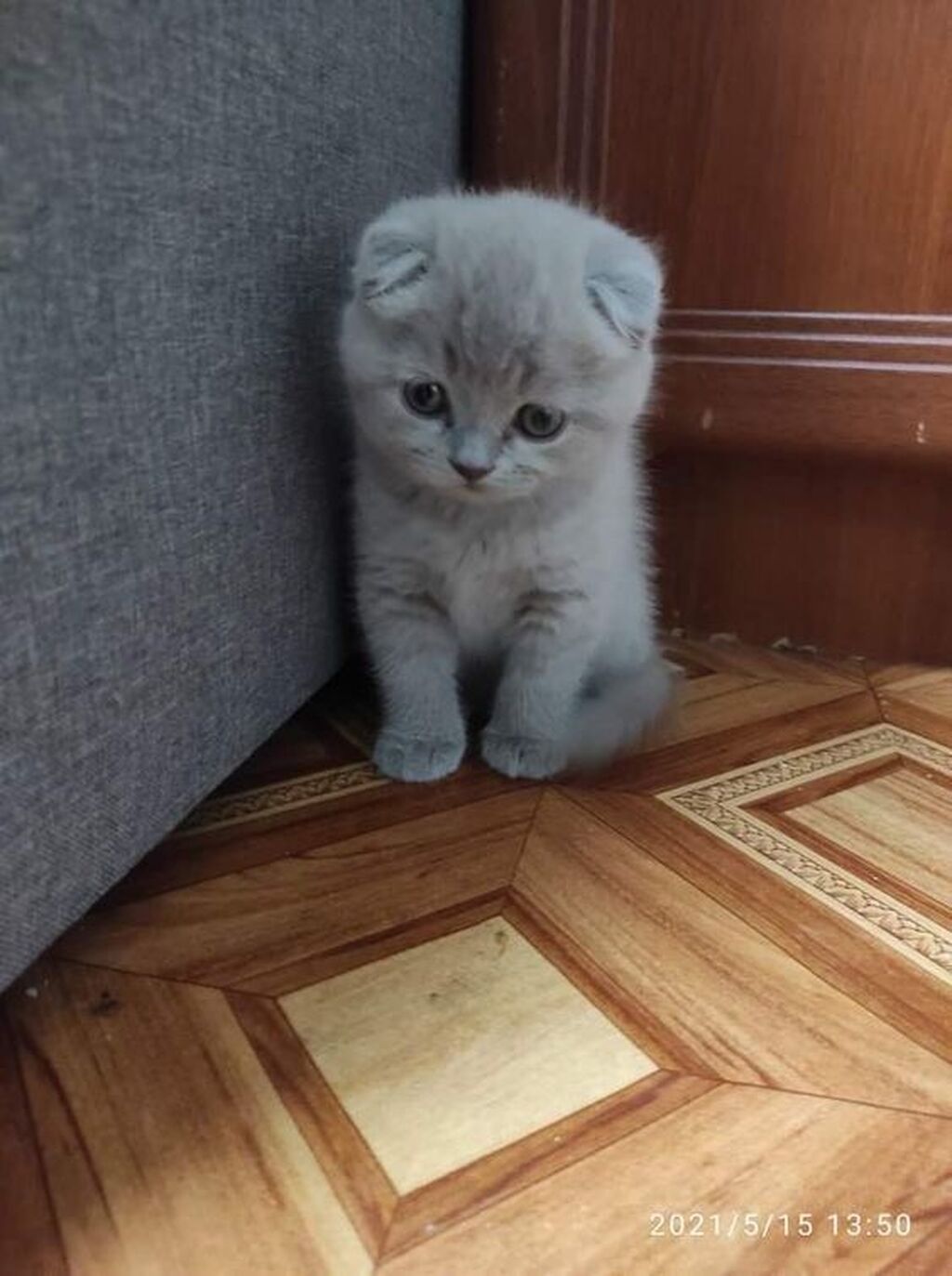 Шотландский вислоухий котёнок - Окраc: нежный серо-голубой Есть еще