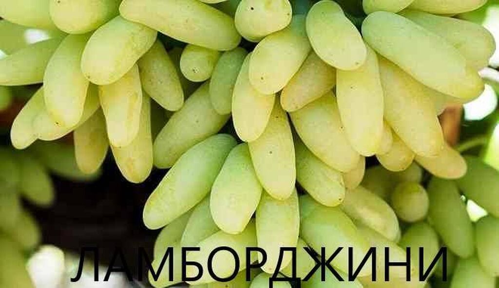 Виноград ламборджини описание отзывы