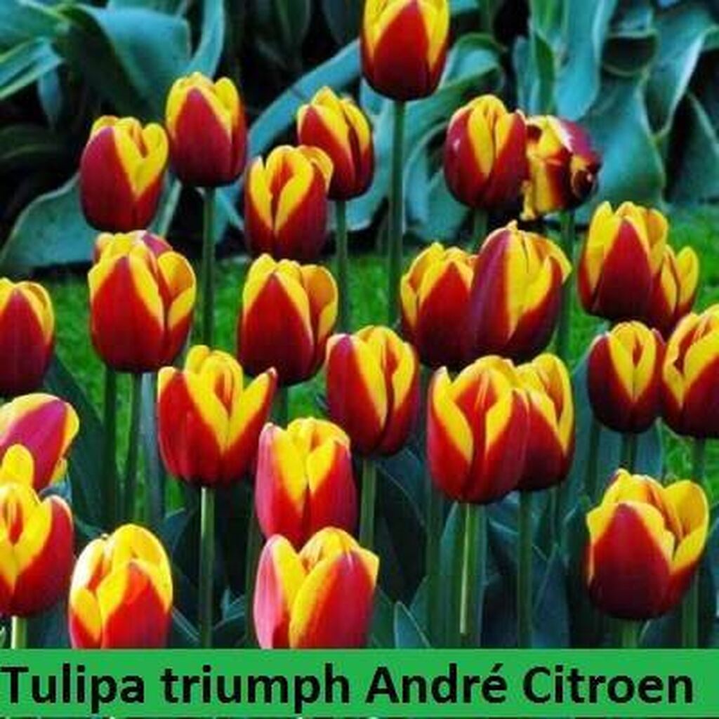 Andre Citroen тюльпан