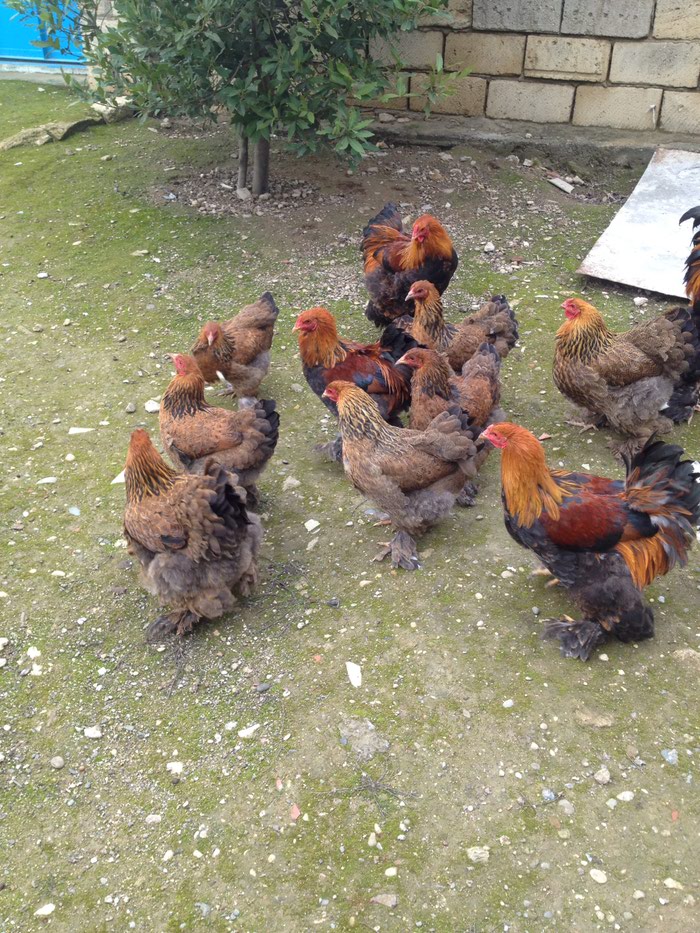 Quşlar: Qold brama 8-aylıq .3-xoruz-4-fara bıri 50 azn - lalafo.az Bakı şəhərində Qold brama 8-aylıq .3-xoruz-4-fara bıri 50 azn