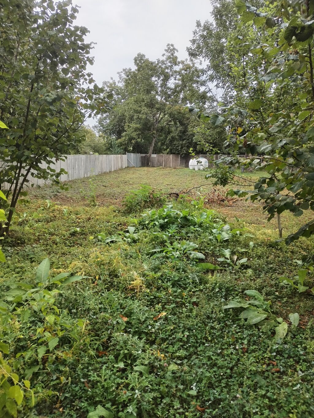 31 sot, Tikinti, Kupça (Çıxarış)