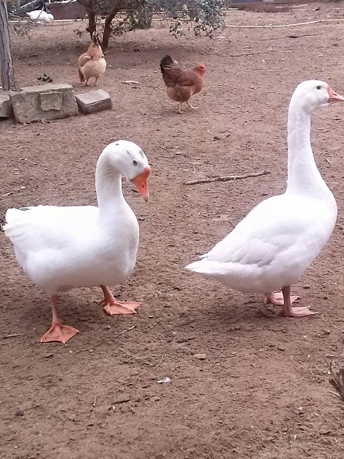 Quşlar: Linda qazl xoruz fere cavan heyvanlardl - lalafo.az Bakı şəhərində Linda qazl xoruz fere cavan heyvanlardl