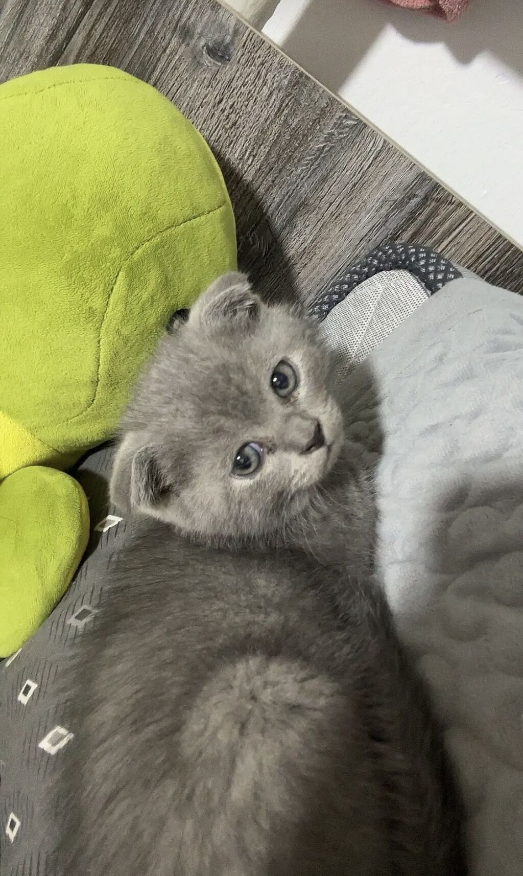 Скотиш Фолд (Шотландская вислоухая), 2 месяца, Мальчик, Голубой, Приучена к лотку: фото 4