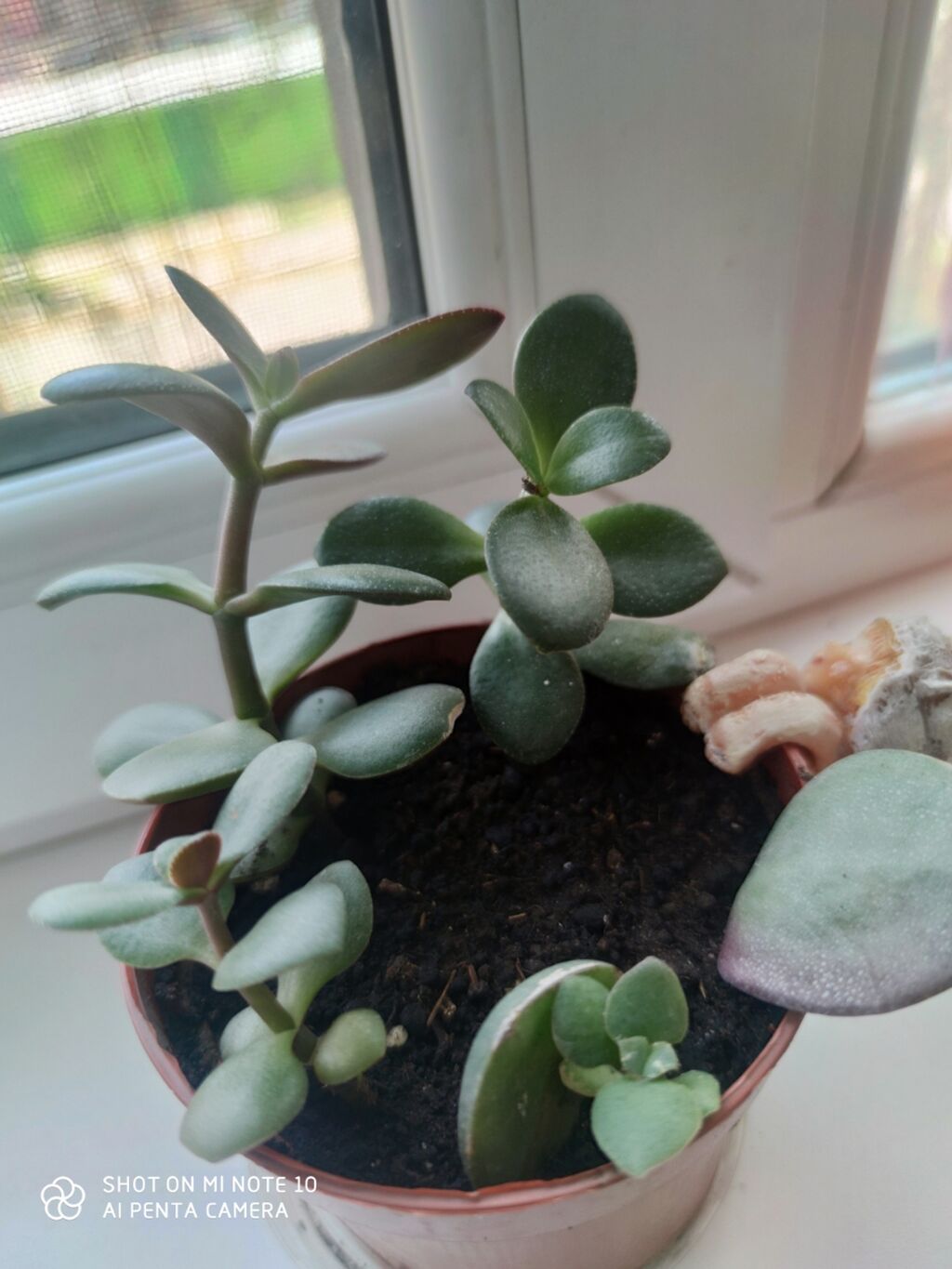 Толстянка (Crassula ovata, «денежное дерево») в декоративных горшках: фото 3