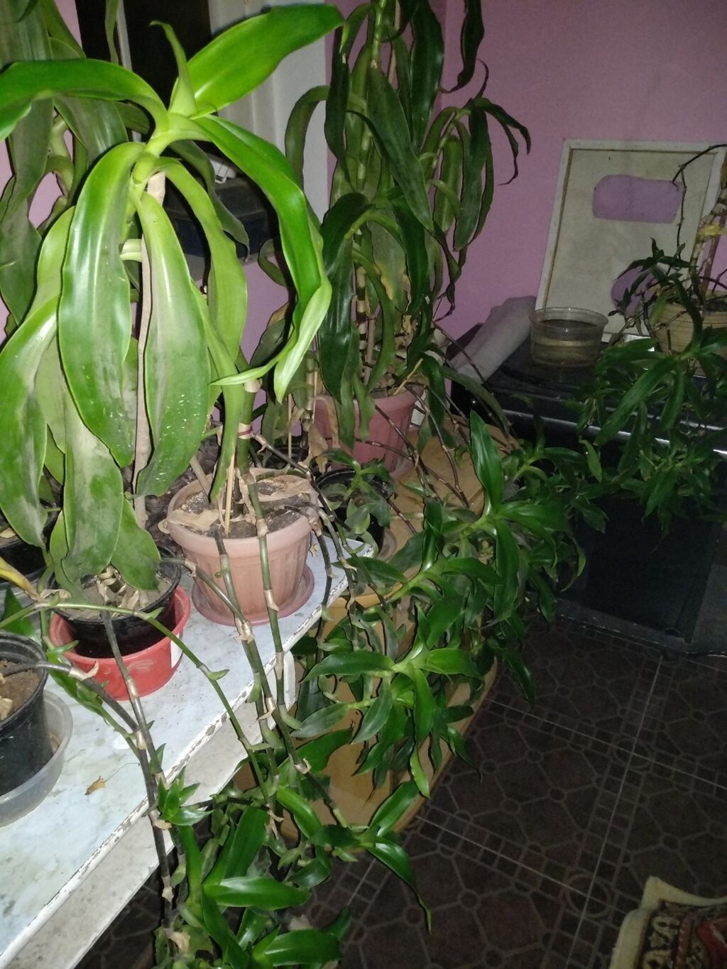 Продаю Золотой ус, растение для диабетиков,: 500 KGS ➤ Другие комнатные  растения | Бишкек | 78146604 ᐈ lalafo.kg