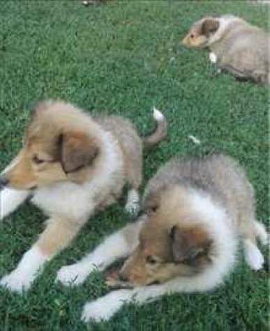 Για σκύλους: Scottish Collie Lassie ΚΟΛΕΪ σε lalafo.gr Scottish Collie Lassie ΚΟΛΕΪ σε Αθήνα