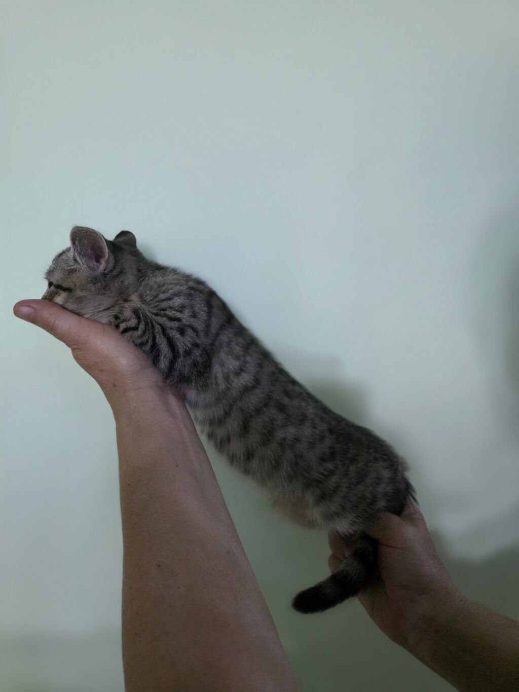 Скотиш Страйт (Шотландская прямоухая), 3 месяца, Девочка, Серый, С прививками: фото 3