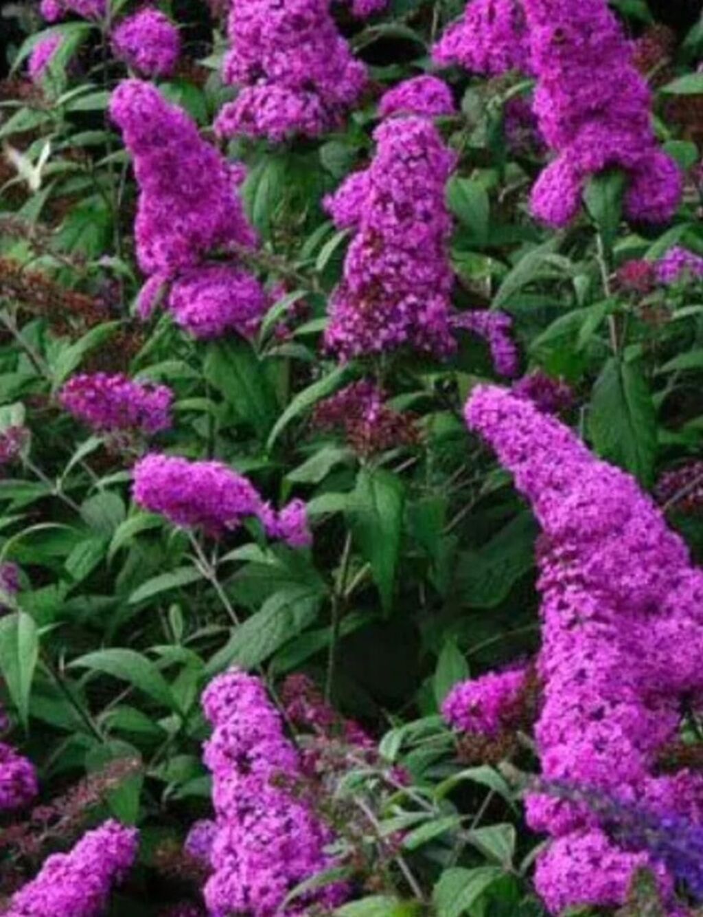 Другие садовые цветы и кустарники: Буддлея (Buddleja davidii) — декоративный кустарник с длинными