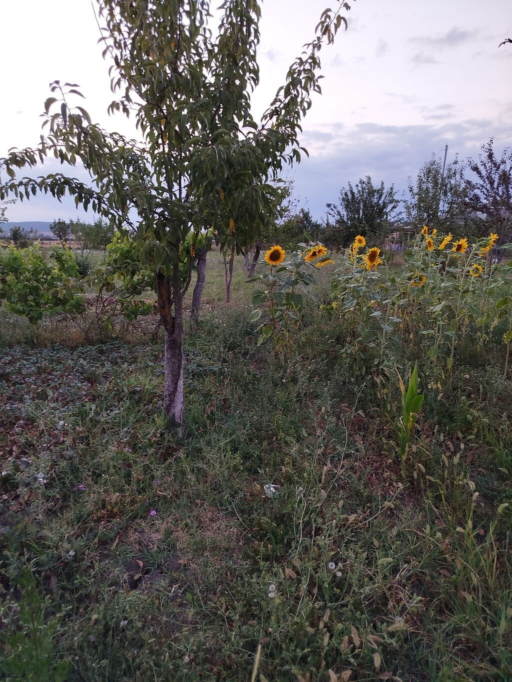 25 sot, Tikinti, Mülkiyyətçi, Kupça (Çıxarış)