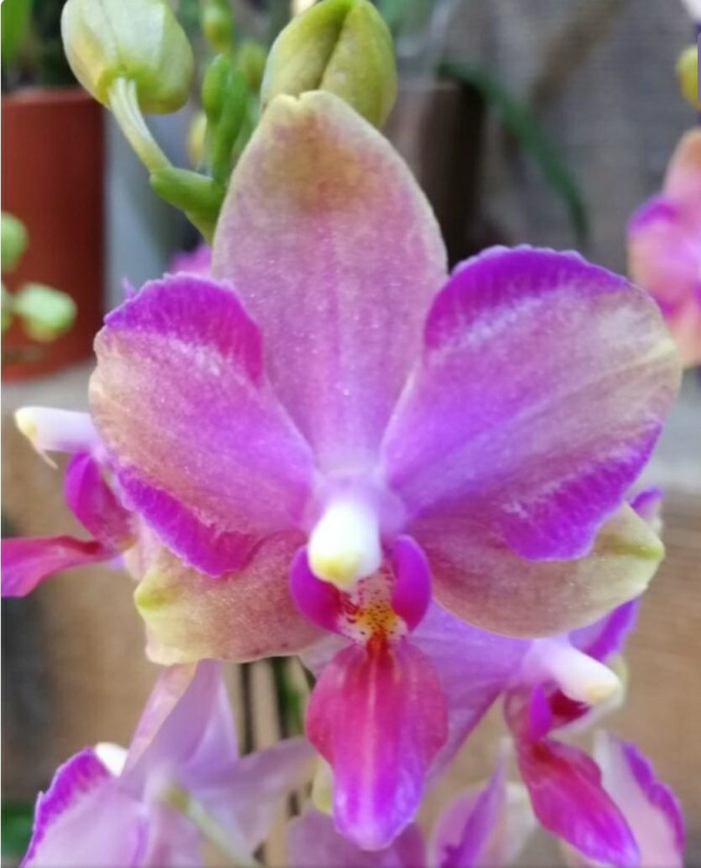 Орхидея Джаспер