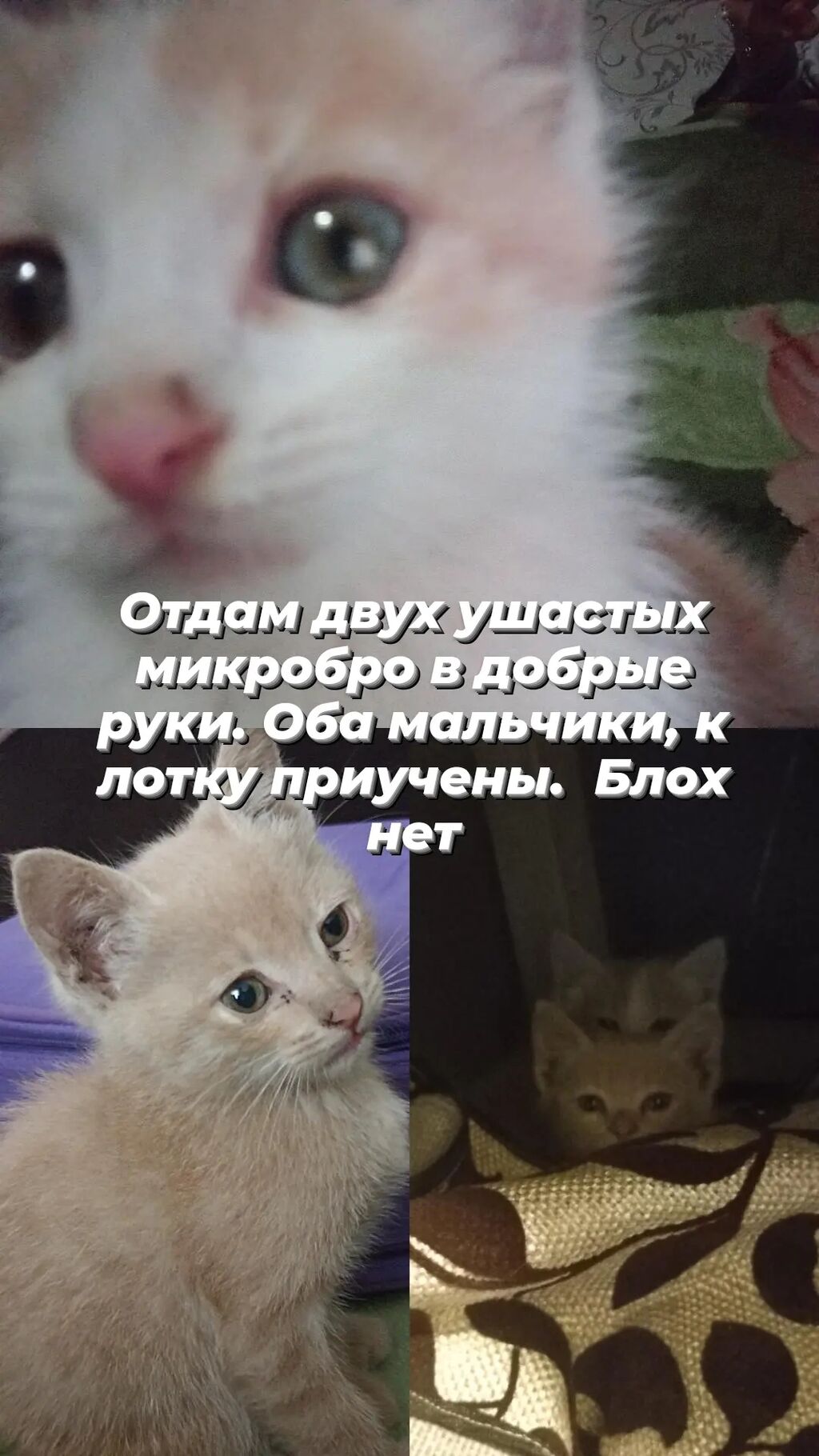 Котята в добрые руки: Договорная ᐈ Коты | Бишкек | 74030443 ➤ lalafo.kg