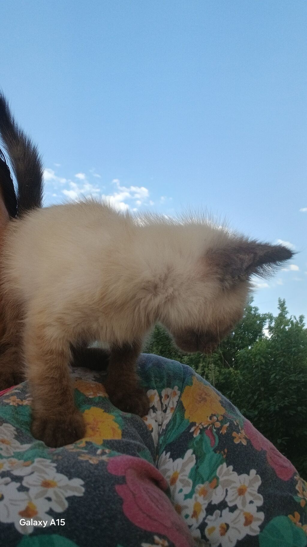 Котёнок с сиамским окрасом (поинтовый). Ласковый, контактный, любит — фото 3