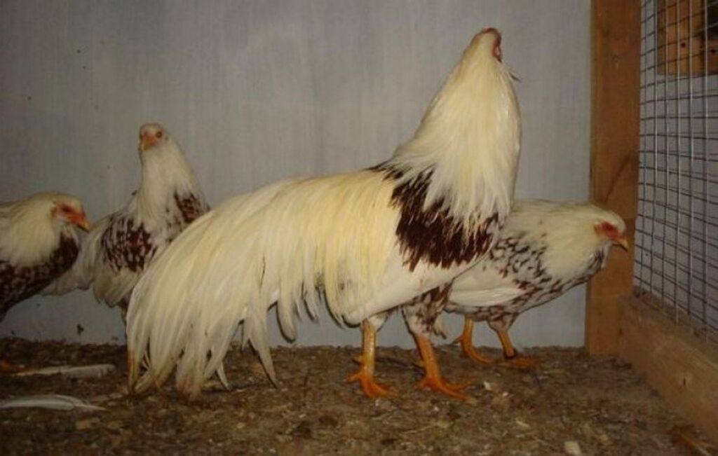 Порлда курйока гамма. Петух йокогама. Куры йокогама описание. Порлда курйока гамма. Порлда курйока гамма.