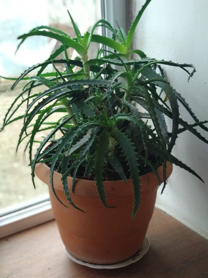 Aloe: - lalafo.az Qusar şəhərində