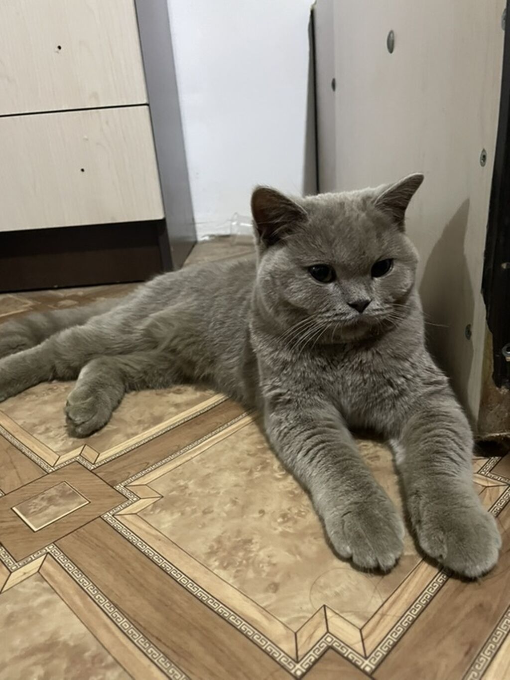 Скотиш Страйт (Шотландская прямоухая), 6 месяцев, Девочка: фото 2