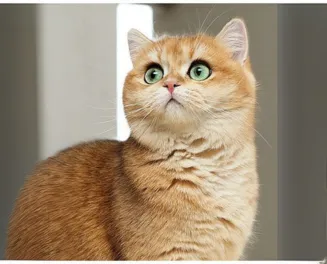 Qızıl şinşilla