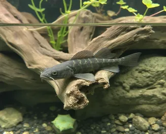 Ansistrus